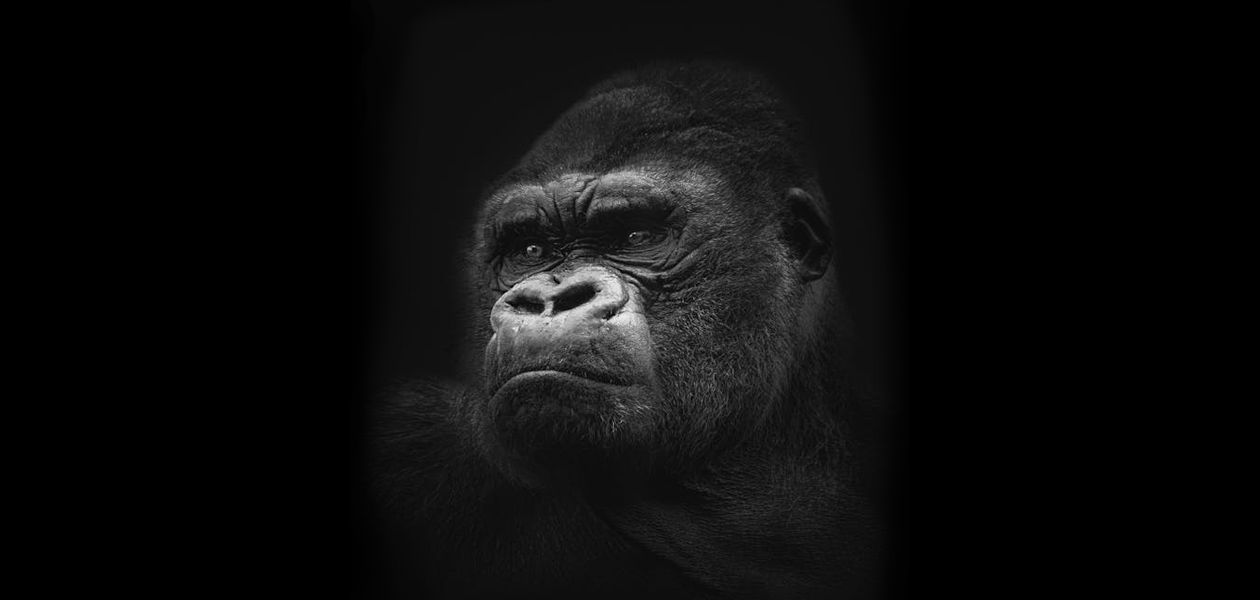 100 MEN VS 1 GORILLA: WE ANSWER THE OBVIOUS QUESION